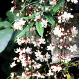 2 Mixed Clerodendrum Live Plants, 4-8 Inches, Tropical Indoor Outdoor Vine