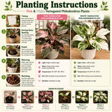 2 Variegated Philodendron Live Plants, 5-8 Inch Easy-Care Houseplants, Mix