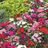 6 Red Live Dianthus Plants, Flowering Outdoor Plants For Garden Planting