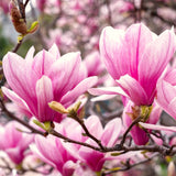 Saucer Magnolia Live Tree, 6-12 Inch Flowering Plant, Cold Hardy Shrub