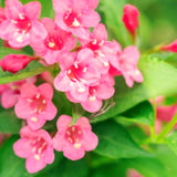 Potted Weigela Live Shrub, 6-12 Inch Plant For Outdoor Garden Border Beds