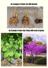 2 Eastern Redbud Seedlings, Live Flowering Trees, 6-14 Inch-Tall Plants