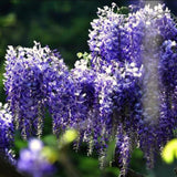 Live Blue Wisteria Plant, 2.5-Inch Pot, 6-12 Inches Tall Climbing Vine