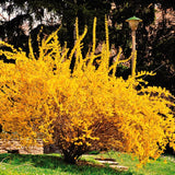 Live Lynwood Gold Forsythia Shrub, Yellow Spring Blooms, 6-12 Inches Tall