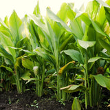Live Curcuma Turmeric Plant, Yellow Root, 5-9 Inches Tall For Home Growing