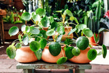 6 Money Live Plants, 3-5 Inch Tall, Suitable For Patio Container Growing