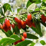Live Goji Berry Tree, 5-9 Inch Cold Hardy Plant For Home Garden Spaces