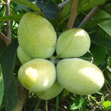 Live Pawpaw Fruit Tree In Quart Pot, Outdoor Growing Plant, 15-30 Ft Tall