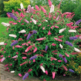 2 Butterfly Bush Starter Plants, Mixed Colors, Perennial Shrubs, 4-7 Inches