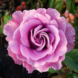 Live Purple Rose Bush For Garden Planting, Fragrant Blooms, 5-10 Inches