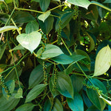 Piper Nigrum Live Plant, Black Pepper Herb Starter, 3 To 6 Inches Tall