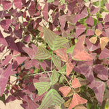 2 Christia Obcordata Live Plants, Butterfly Foliage Starters, 5-9 In Tall