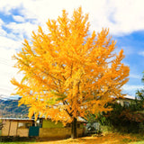 Live Ginkgo Biloba Tree Seedling, Yellow Shade Plant, 6-12 Inches Tall