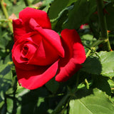 Live Red Heirloom Rose Shrub, 5-8 Inch Reblooming Garden Plant For Planting
