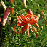 10 Tiger Lily Flower Bulbs, Turk's Cap Roots For Outdoor Growing, Orange
