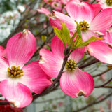 2 Pink Dogwood Trees, 6-12 Inch Live Plants In 2.5 Inch Pot, For Gardens