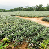 2 Live Pineapple Trees, 5-8 Inch Tropical Fruit Plants For Outdoor Gardens