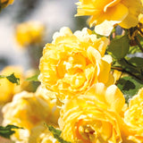 Live Climbing Rose Plant, Fragrant Flowers For Trellises And Garden Fences