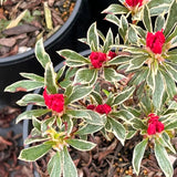 2 Live Silver Azalea Plants, Perennial Flower Shrubs, 5-10 Inches In Height