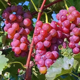 2 Live Red Muscadine Grape Vines, 5-8 Inch Plants For Outdoor Planting