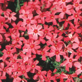 Live Red Creeping Phlox Plant, 4-7 Inch Perennial Ground Cover Flowering