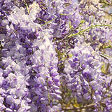 2 Live Trees, Wisteria Plants 1-2 Ft Tall With A Climbing Vine Growth Form
