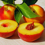 Live Peach Fruit Tree Plant, 12-16 Inches Tall, Sweet, Cold Hardy Garden