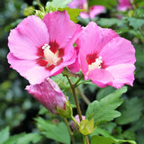 Live Pink Rose Of Sharon Shrub, 6-13 Inch Plant For Summer Garden Blooms