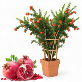2 Live Wonderful Pomegranate Fruit Trees, Well-Rooted, 10-15 Inches Tall