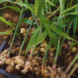 4 Live Ginger Starter Plants, 4-6 Inches Tall, For Indoor Or Outdoor Use