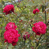 Live Red Rose Bush, Heirloom Fragrant Flower Plant, Rooted, 5-10 Inch Tall