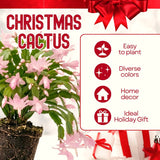 Pink Christmas Cactus Live Plants, 4-7 Inches, Indoor Home Decor Piece
