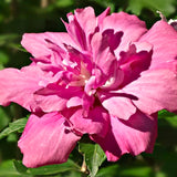 Live Red Rose Of Sharon Shrub, Potted Flowering Plant, 6-13 Inches Tall