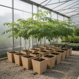 Live Moringa Oleifera Tree In 4 Inch Pot, Well Rooted Perennial Herb Plant