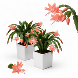 2 Live Salmon Christmas Cactus Plants, 3-6 Inch Indoor Outdoor Houseplants