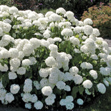 Live Old Snowball Viburnum Shrub, White Blooms, 6-10 Inches, 4 Inch Pot