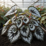 2 Live Begonia Angel Wing Maculata Plants, Silver Green, 5-9 Inches Tall