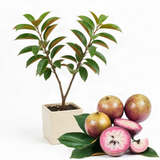 Live Purple Star Apple Fruit Tree, 18-22 Inches Tall In 1 Gallon Container
