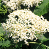 2 Live Black Elderberry Plants, 6-12 Inch Perennial Shrubs For Growing