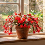Live Red Easter Cactus, 4-6 Inch Houseplant For Indoor Decor And Patios