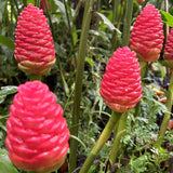 10 Awapuhi Shampoo Ginger Roots, Red Zingiber Zerumbet Plants For Growing