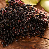 Live Elderberry Fruit Shrub, 4-8 Inches Tall In 4 Inch Pot, Hardy Plant