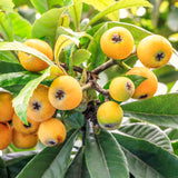 Live Loquat Fruit Tree Plant, Hardy Garden Tree, 10-14 Inch, Gallon Pot