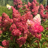 Live Pink Hydrangea Shrub, 5-10 Inch Tall Plant With Large Garden Blooms