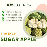 Potted Live Red Sugar Apple Fruit Tree, Annona Squamosa, 6-12 Inches Tall