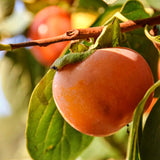 Cold Hardy Persimmon Fruit Tree, Live Plant Measuring 6-12 Inches Tall