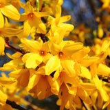 Yellow Flowering Forsythia Live Shrub, Well-Rooted Plant, 6-13 Inches Tall
