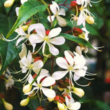 Live Wallichii Clerodendrum Vine, White Light Bulb Flower, 5-9 Inches Tall