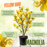 Live Yellow Bird Magnolia Tree, 12-18 Inches Tall In One Gallon Container
