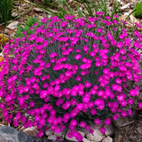 4 Live Red Dianthus Flower Plants, Outdoor Planting, Perennial Flowers